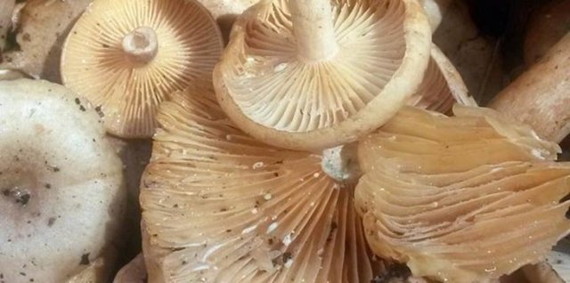 Bu mikroorganizmayla bulaşık mantarların çiğ olarak yenmesi sonucunda çok hafif mide ve bağırsak şikâyetlerinin gelişebileceği de unutulmamalıdır.