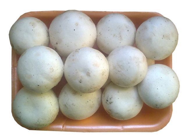 Kültür mantarları bünyelerinde zehirli maddeleri bulundurmadığından bir zehirlenme görülmesi mümkün değildir.