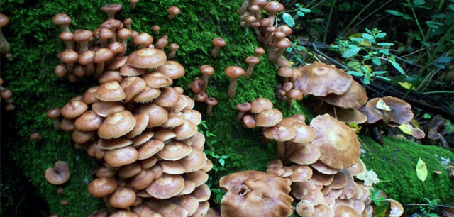 Sirkeli ve tuzlu suda kaynatmakla mantarın zehri alınır.