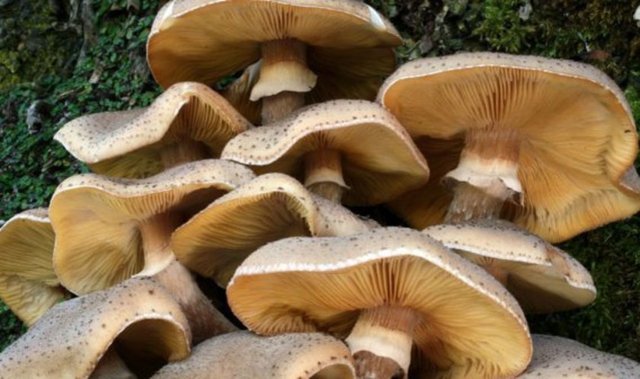 Mantar zehirlenmeleri, özellikle ilkbahar ve sonbahar aylarında yağışların bol olduğu mevsimlerde görülür.