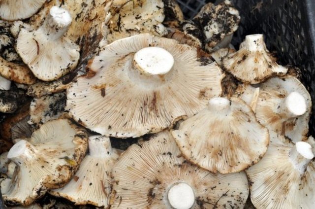 Ülkemizde doğal alanlarda yetişen zehirli mantarların da bulunduğu unutulmamalıdır.