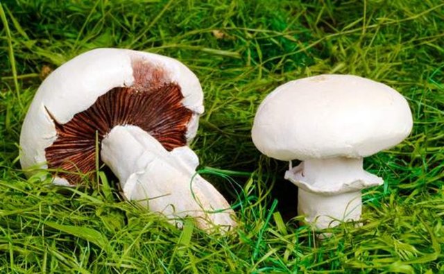 Kültür Mantarları Zehirler mi?