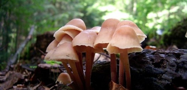 Pişirilen mantarda zehir yok olur.