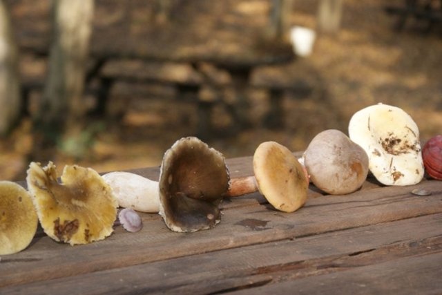 Doğal alanlarda yetişen ve yapısında zehirli madde bulunan şapkalı mantarların taze, kurutulmuş veya konserve olarak çiğ veya pişirilerek yenmesi sonucunda gelişen ve ölümle de sonuçlanabilen ciddi bir zehirlenmedir.
