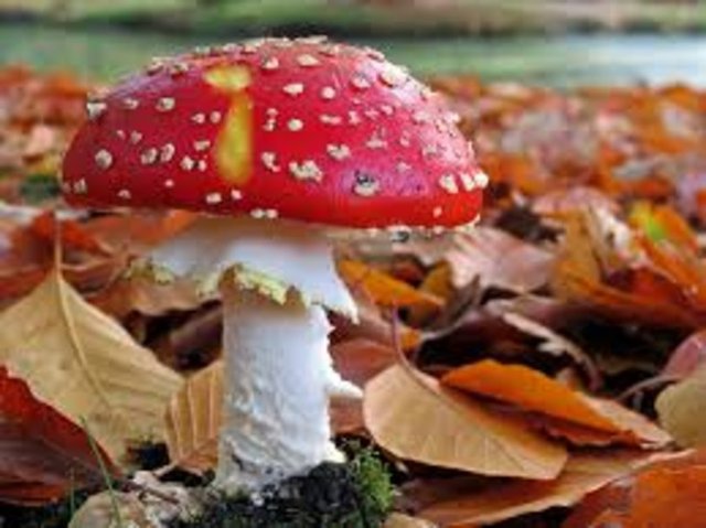 Ağaçlardaki mantarlar zehirsizdir.