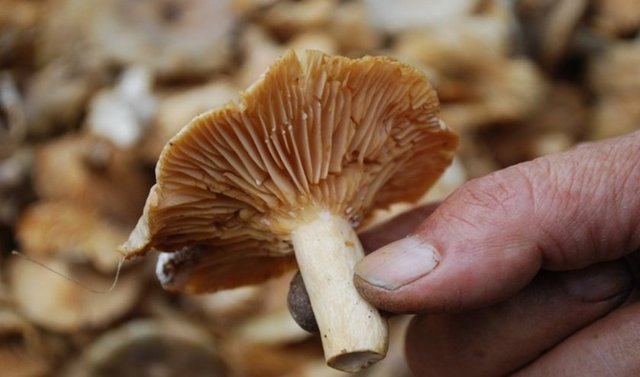 Mantar Zehirlenmesi Nasıl Teşhis Edilir?