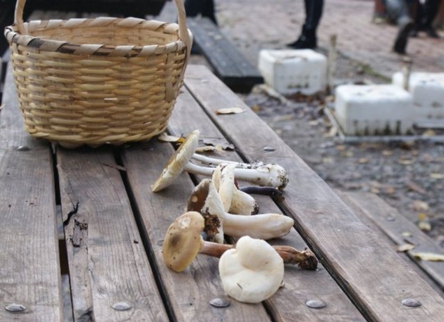 Hastanın mantar yeme hikâyesi ile zehirlenme bulguları birlikte değerlendirilerek mantar zehirlenmesi olup olmadığına karar verilmeye çalışılır.