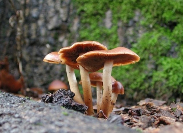 Bulantı, Kusma, İshal, Ateş, Nabız artışı, Kann ağrısı ile Daha sonra karaciğer ve böbrek bozuklukları ile bu organların bozukluklarına bağlı belirtiler şeklindedir.