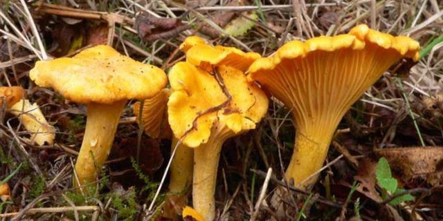 Mantar koparıldığında rengi değişmezse mantar zehirsizdir; mantarın iç kısmı mavileşirse bu mantar zehirlidir.