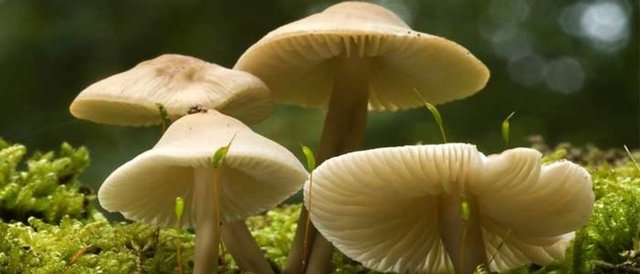 Sersemlik, uykuya meyil, tansiyon düşüklüğü, bulanık görme, yüz ve boyunda kızarmadır.