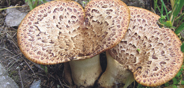 Zehirli mantar gümüş kaşıkla pişirilirse kaşık kararır ve Salyangozlar zehirli mantarları yemezler.