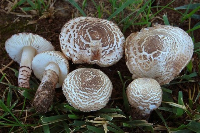 Bu çerçevede, mantar zehirlenmeleri de çok basit bir şekilde önlenebilecek bir zehirlenme tipi olup zehirlenmenin engellenmesindeki tek çare de doğal alanlarda yetişen mantarların kesinlikle yenmemesi; bunun yerine kültür mantarının tercih edilmesidir.