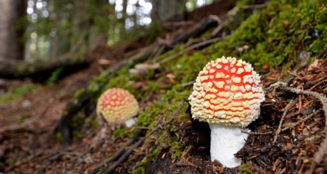 Mantarlarla alakalı olarak halk arasında, aşağıdaki belirtildiği biçimde ilmî değeri olmayan yaygın inanışlar da vardır.