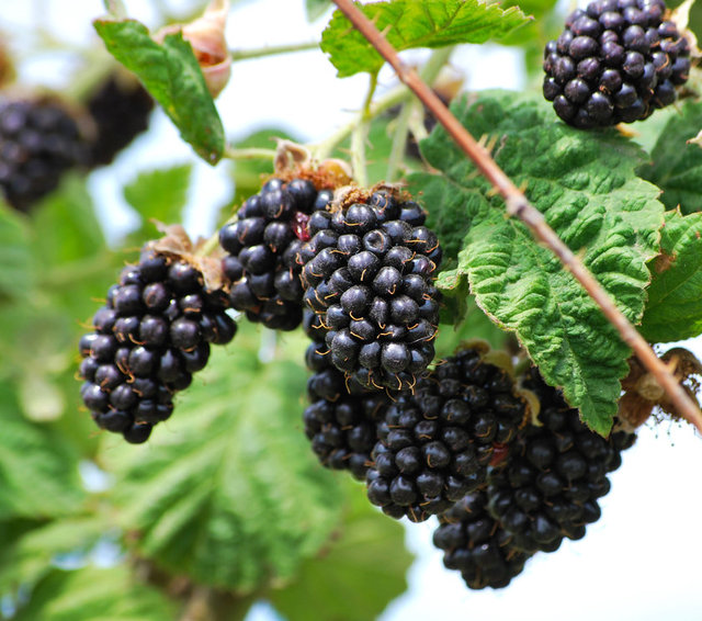 Bu yönüyle diyabetliler için şifa kaynağı.