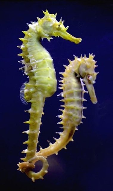 Deniz atları da tek eşlidir hatta kuyrukları ile tutuşurlar.