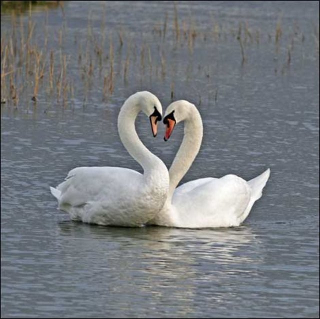 Kuğular tek eşlidir, birbirlerine ölene dek bağlı kalırlar.