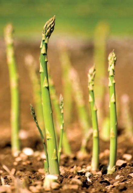 Folik asit, vücudun mutluluk hormonu olarak da bilinen "serotonin hormonunu" salgılamasında yardımcı oluyor.