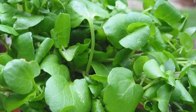 Aynı şekilde ağır metaller ve kimyasallara karşı da karaciğeri destekliyor. -