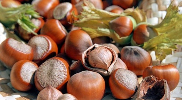 3-4 KEZ 1/3 BARDAK FıNDıKGILLER YA DA 2 YEMEK - KAşığı YAğLı TOHUMLARDAN TüKETIN.