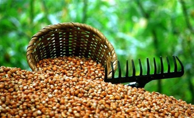 E vitamini aynı zamanda - bir antioksidan olarak kalp ve beyin hücrelerini moleküler hasardan korur.