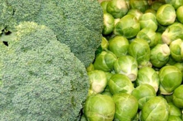 Kısaca DIM olarak bilinen bu üçlü karışım, farelere öldürücü dozda radyasyon verdikten sonra iki hafta süreyle enjekte edildi.