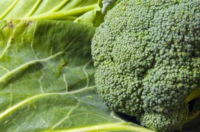 DIM sebze karışımı günde bir kez olmak üzere iki hafta süreyle uygulanırken, diğer grup fareler kendi hallerine bırakıldı.