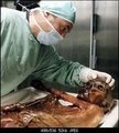 <p>Bakterinin 100 bini yılı aşkın bir süredir insanlarda yaşadığı tahmin ediliyor. Uzmanlara göre bakteri dünya nüfusunun yaklaşık olarak yarısında bulunuyor. Ötzi'de belirlenen bakteri, tür olarak Orta ve Güney Asya'dakilerin kapsamına giriyor.</p>