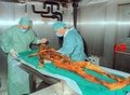 <p>Araştırmacılara göre bu özelliği Ötzi'nin bir göçmen olduğuna işaret ediyor. Ötzi ile ilgili son çalışmaya liderlik edenler arasında paleopatoloji uzmanı Albert Zink de yer aldı. Zink, Bozen'deki Mumya Araştırmaları Enstitüsü'nün başkanlığını yapıyor. Paleopatoloji uzmanları, fosil ve kemik kalıntılarını inceleyerek geçmişte etkili olan hastalıkları saptıyor.</p>