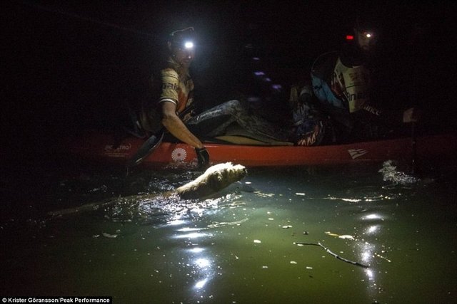 58 kilometrelik kano etabında organizatörler, sporcuları Arthur'u yanlarına almalarının hem kendileri hem de köpek için tehlikeli olacağı uyarında bulundu.