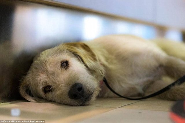 Ant Dağları, Pasifik kıyıları ve Amazon yağmur ormanlarını kapsayan yarıştan sonra veterinere götürülen Arthur'un üç-altı ay öncesine dayanan yaralarının hızla iyileşmekte olduğu açıklandı.