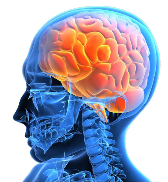 Beynimizin ortasındaki merkezde, vücut sıcaklığını ayarlayan ısı düzenleyiciler bulunur.