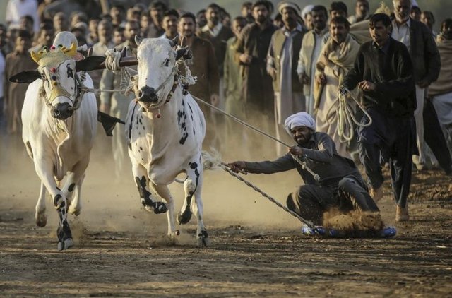 Pakistan'ın başkenti İslamabad'a yaklaşık 40 km uzaklıkta bulunan Rawat bölgesinde gerçekleştirilen boğa yarışlarında yaklaşık 200 boğa yarıştı. Yarışlarda, 400 metrelik toprak pist üzerinde boğalar ikili biçimde yarıştırıldı. - 25.11.2014