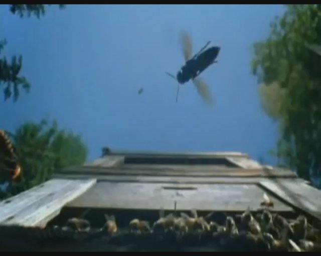 Saatte 25 ile 60 mil arasında durmadan uçabilen Japon eşek arıları resmen katliam yaptı.