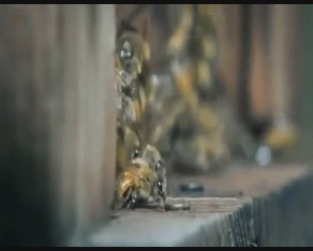 Bal arılarını tek tek öldüren saldırganlar daha sonra bal arısı larvalarını yedi.