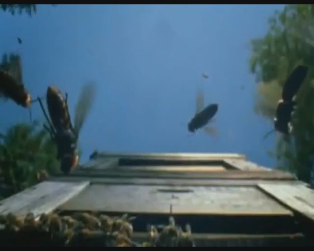 3 saat süren savaş sonrası kovanda tek bir canlı bal arısı bile kalmadı.