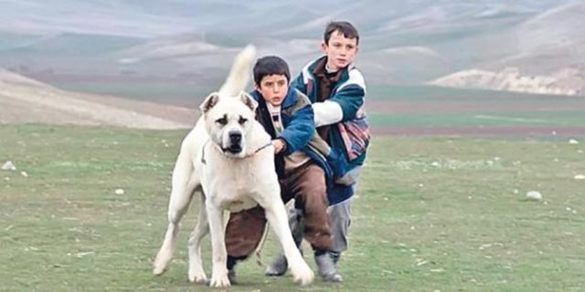 Aslan ile Sivas'ın etkileşimi, her zaman köpek dövüşleri, şiddet ve gerçekçilik konuları açıldığında incelenecek. Bize Venedik Film Festivali'nde yıllardır aradığımız ana yarışma ödülünü kazandıran "Sivas", bu gururu yaşattığı için de asla unutulmayacak.