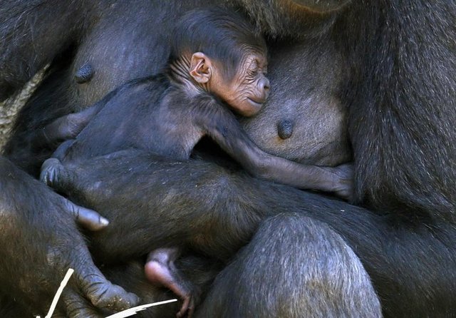 Mbeli isimli gorilla Avusturalya'da Sidney TarongaHayvanat Bahçesi'nde bebeğini tutarken görülüyor, 31 Ocak 2014. REUTERS/David Gray  -