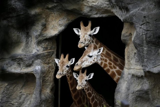 Sidney'deki Taronga Park Hayvanat Bahçesi'ndeki zürafa ailesi Christmas temalı beslenme zamanına katılmadan önce korunaklarından dışarıya bakıyor, 9 Aralık 2014. REUTERS/Jason Reed -