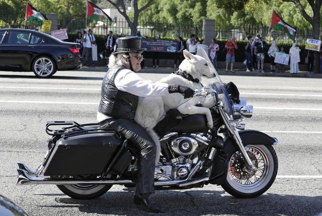 Jeremiah Gerbracht 20 Temmuz 2014'de köpeği ile beraber Los Angeles'da motorsikletini kullanıyor. Emekli bir köpek eğitimcisi olan Gerbracht 1996 yılında köpeği ile birlikte motorsiklet kullanmasına izin veren davayı kazanmıştı. REUTERS/Jonathan Alcorn -