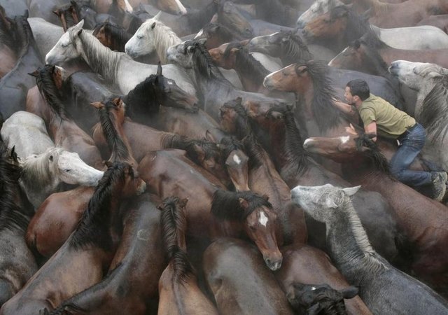 Sabucedo'da bir İspanyol geleneği olan 'Rapa Das Bestas' sırasında bir binici vahşi bir ata tutunmaya çalışıyor, 5 Temmuz 2014. REUTERS/Miguel Vidal