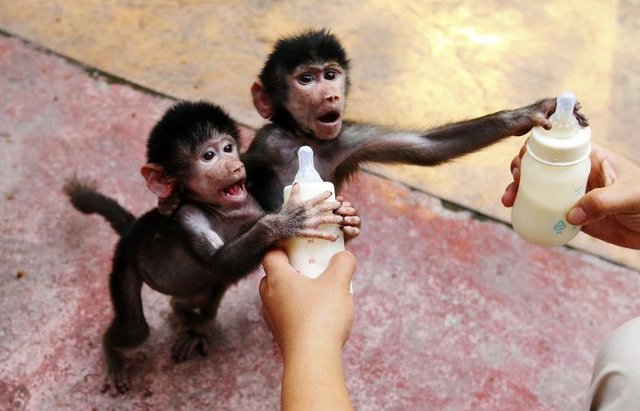 Hangzhou hayvanat bahçesindeki yavru habeşistan maymunları bakıcısının uzattığı süt biberonlarına uzanıyor, 17 Eylül 2014. REUTERS/China Daily -