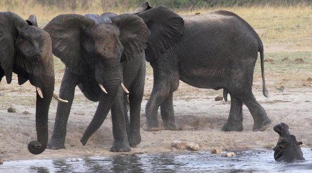 Zimbabwe'de Hwange Ulusal Parkı'ndaki fil sürüsü su kaynağının içerisindeki hipopotamla karşılaşıyor, 14 Ekim 2014. REUTERS/Philimon Bulawayo -