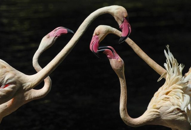 Guangzhou'nun güneyindeki Panyu bölgesinde bulunan bir doğa koruma parkındaki flamingolar, 30 Kasım 2014. REUTERS/Alex Lee -