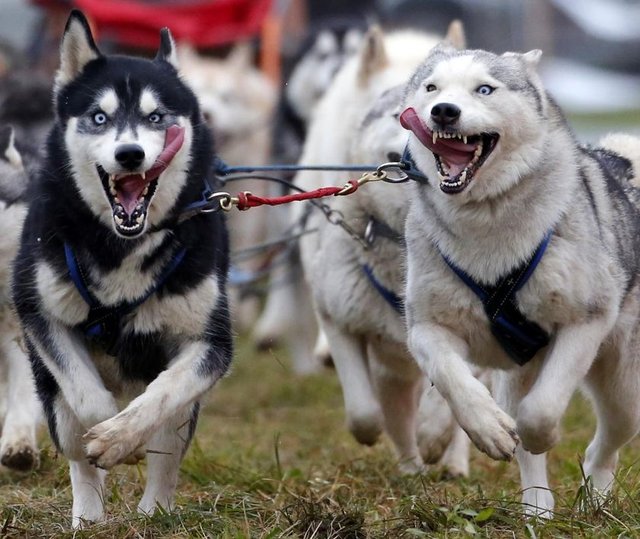 Macaristan'da Kızak Köpekleri Avrupa Şampiyonası'nda bir adam köpeklerini yarıştırıyor, 22 Kasım 2014. REUTERS/Laszlo Balogh -