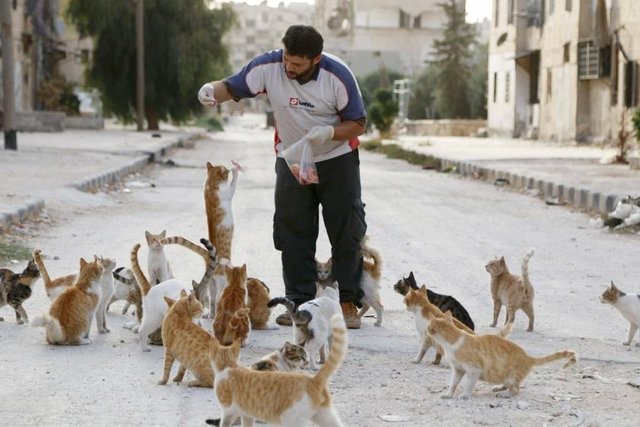 Ambulans şoförü Alaa, Aleppo Masaken Hanano'da terk edilmiş şehirdeki kedileri besliyor, 24 Eylül 2014. REUTERS/Hosam Katan
