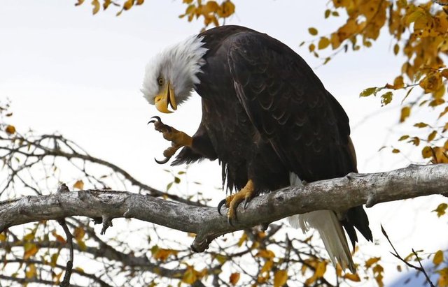 Alaska, Haines'deki Chilkat Kel Kartal Koruma Alanı'ndaki bir kel kartal ağacın üstünde otururken görülüyor, 8 Ekim 2014. REUTERS/Bob Strong  -