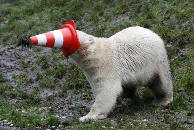 Münih'de Tierpark Hellabrunn Hayvanat Bahçesi'nde birinci doğum gününü kutlayan bir kutup ayısı trafik konisiyle oynuyor, 9 Aralık 2014. REUTERS/Michaela Rehle -