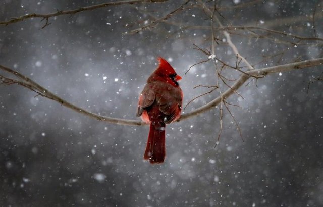 Bir Kuzey Kardinal kuşu, New York'un Nyack banliyölerinde agacın üstünden yağan karı izliyor, 21 Ocak 2014. REUTERS/Mike Segar  -