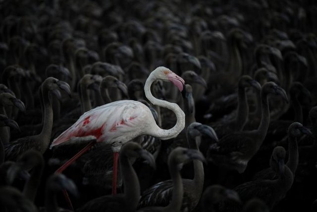 Bir flamingo ve flamingo yavruları İspanya'nın güneyindeki Fuente de Piedra doğayı koruma parkında toplu halde görülüyor, 19 Temmuz 2014. REUTERS/Jon Nazca -