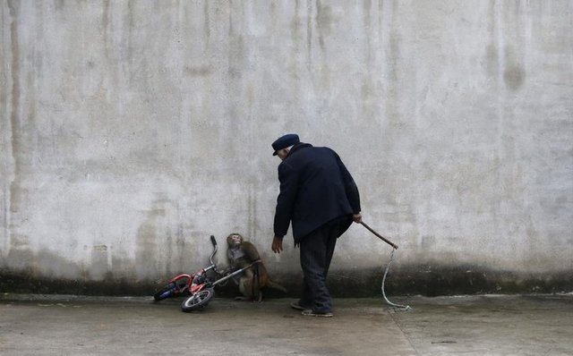 Suzhou'da bir sirkte eğitmeni Qi Defang kendisine yaklaşırken maymun geri çekiliyor, 29 Kasım 2014. REUTERS/William Hong  -